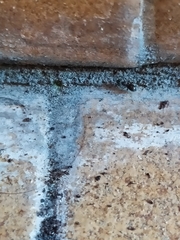 Lasius