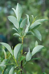 Salix appendiculata