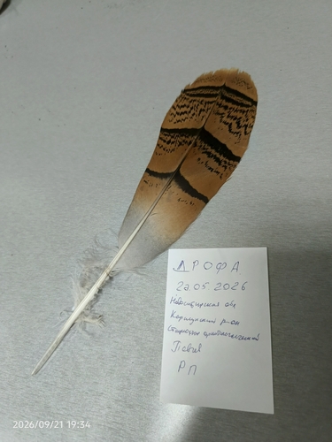 Plume de Outarde barbue