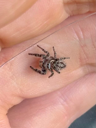 Phidippus asotus