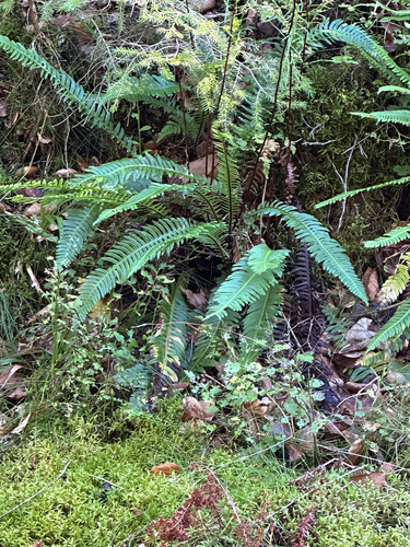 deer fern