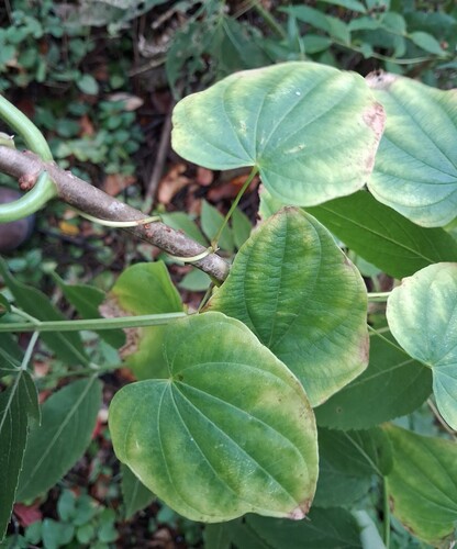 wild yam