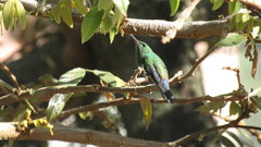 Saucerottia saucerottei