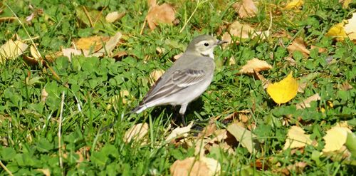 White Wagtail