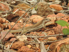 Aspidoscelis motaguae