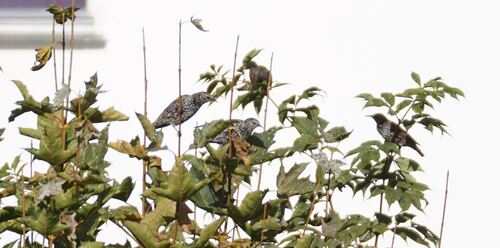 European Starling