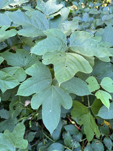 Pueraria montana
