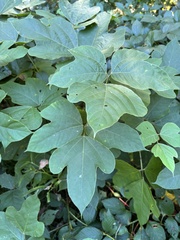 Pueraria montana