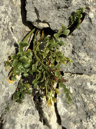 Asplenium ruta-muraria