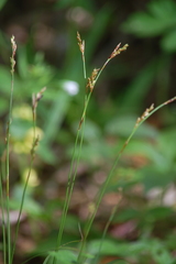 Carex digitata