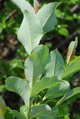 Salix glabra