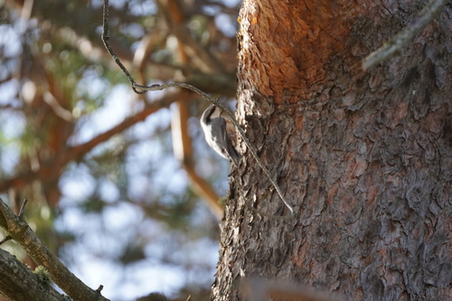 Eurasian Nuthatch