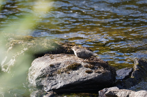 White-throated Dipper