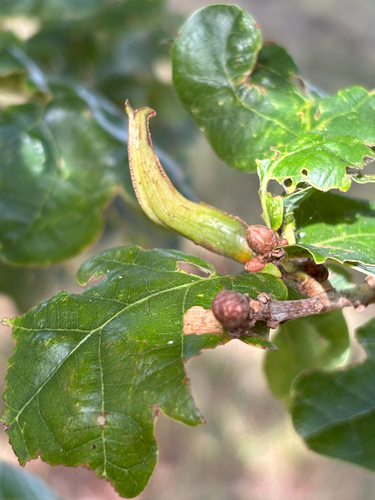 Ram's Horn Gall Wasp