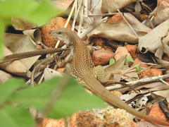 Aspidoscelis motaguae