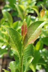 Salix glabra