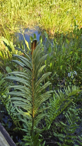 Acrostichum danaeifolium, photograph 2