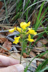 Cytisus emeriflorus