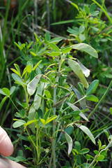 Cytisus emeriflorus