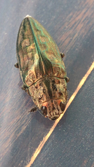 Chalcophora mariana massiliensis