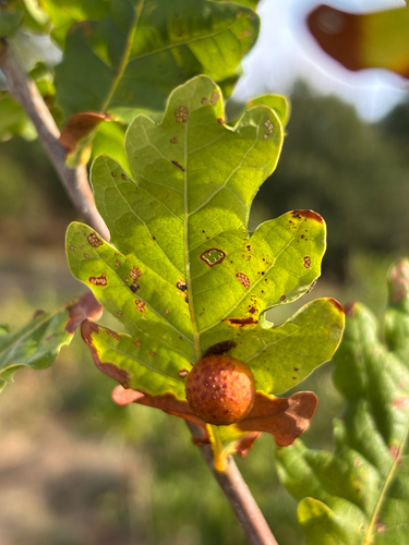 Cherry Gall Wasp