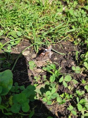 Red Admiral