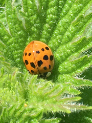 Harmonia axyridis