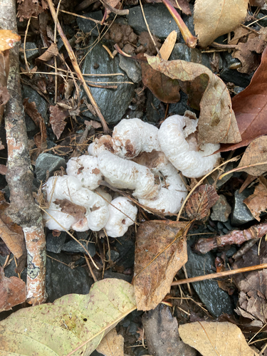 Aborted entoloma