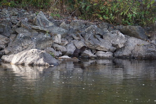 American Mink