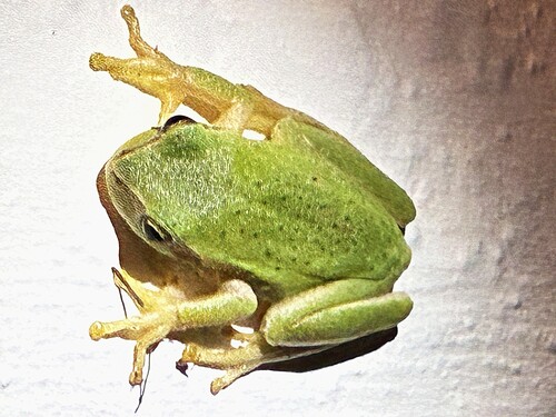 Mediterranean Tree Frog