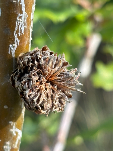 Oak Artichoke Gall Wasp