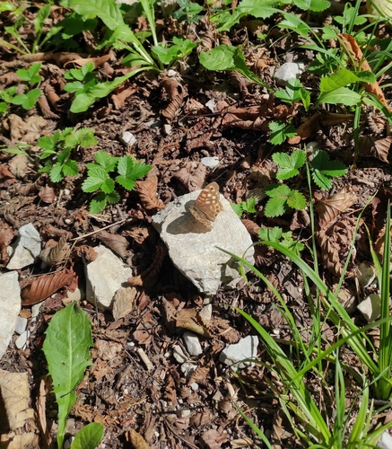 Speckled Wood