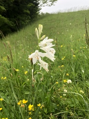 Paradisea liliastrum