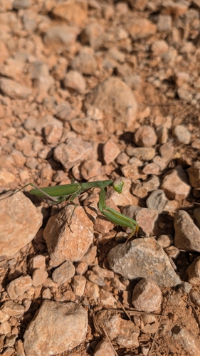 European Mantis