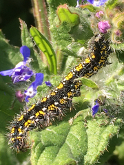 Callimorpha dominula