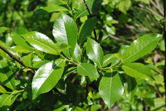 Salix glabra