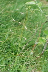 Laserpitium peucedanoides