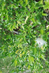 Salix glabra