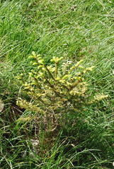 Picea abies abies