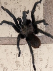 Aphonopelma anax