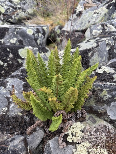 Dryopteris fragrans, photograph 1