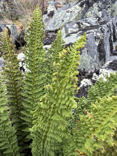 Dryopteris fragrans, photograph 2