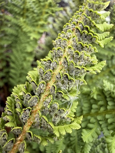 Dryopteris fragrans, photograph 3