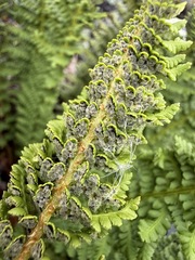 Dryopteris fragrans, photograph (c) Matt Berger, some rights reserved (CC BY)