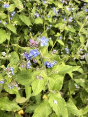 Pentaglottis sempervirens