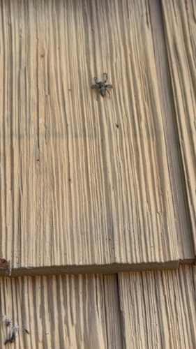 Tan Jumping Spider