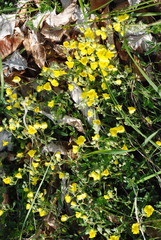 Helianthemum oelandicum