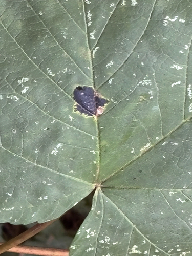 Black Tar Spot