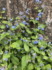 Pentaglottis sempervirens