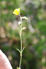 Helianthemum oelandicum